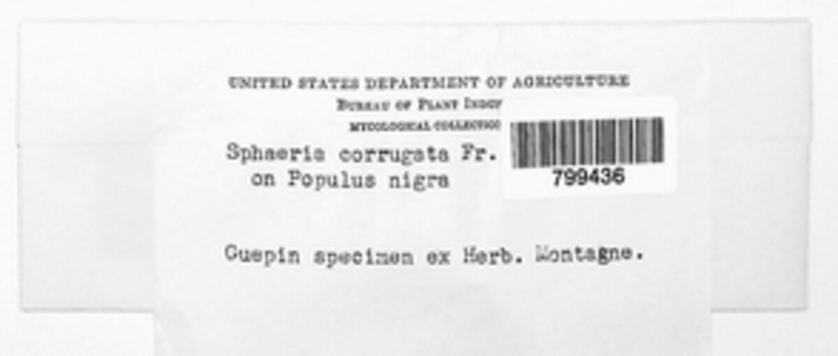 Annulohypoxylon multiforme var. multiforme image